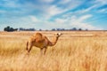Arabian one-humped camel, Camelus dromedarius in an african savanna. Arabian camel standing in a field covered in high yellow