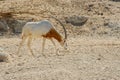 Arabian onyx