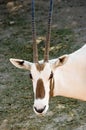 Arabian oryx Royalty Free Stock Photo