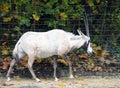 Arabian oryx 2