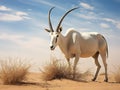 Arabian oryx