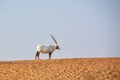 Arabian oryx, also called white oryx Oryx leucoryx in the desert near Dubai, UAE
