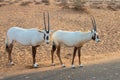 Arabian oryx, also called white oryx Oryx leucoryx in the desert near Dubai, UAE Royalty Free Stock Photo