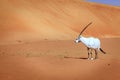 Arabian Oryx Royalty Free Stock Photo