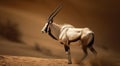 Arabian oryx antelope standing in the middle of a desert