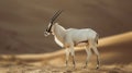 Arabian oryx antelope standing in the middle of a desert Royalty Free Stock Photo