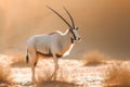 Arabian oryx antelope standing in the middle of a desert