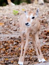 Arabian oryx baby Royalty Free Stock Photo