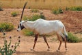 Arabian oryx Royalty Free Stock Photo