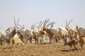 arabian oryx in the desert Royalty Free Stock Photo