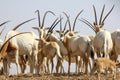 arabian oryx in the desert Royalty Free Stock Photo