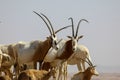 arabian oryx in the desert Royalty Free Stock Photo