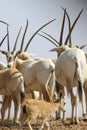 arabian oryx in the desert Royalty Free Stock Photo