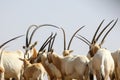 arabian oryx in the desert Royalty Free Stock Photo