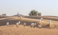 Arabian oryx in a desert near Dubai Royalty Free Stock Photo