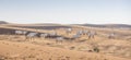 Arabian oryx in a desert near Dubai Royalty Free Stock Photo