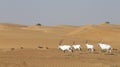 Arabian oryx in a desert near Dubai Royalty Free Stock Photo