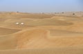 Arabian oryx in a desert near Dubai Royalty Free Stock Photo