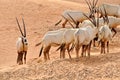 Arabian Oryx Royalty Free Stock Photo