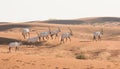 Arabian oryx in the desert after sunrise. Dubai, United Arab Emirates. Royalty Free Stock Photo