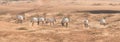 Arabian oryx in the desert after sunrise. Dubai, United Arab Emirates. Royalty Free Stock Photo