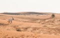 Arabian oryx in the desert after sunrise. Dubai, United Arab Emirates. Royalty Free Stock Photo