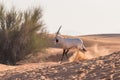 Arabian oryx in the desert after sunrise. Dubai, United Arab Emirates. Royalty Free Stock Photo