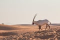 Arabian oryx in the desert after sunrise. Dubai, United Arab Emirates. Royalty Free Stock Photo