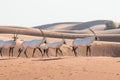 Arabian oryx in the desert after sunrise. Dubai, United Arab Emirates. Royalty Free Stock Photo