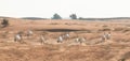 Arabian oryx in the desert after sunrise. Dubai, United Arab Emirates. Royalty Free Stock Photo