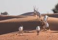 Arabian oryx in the desert after sunrise. Dubai, United Arab Emirates. Royalty Free Stock Photo