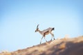 arabian oryx with foot raised, walking over a ridge