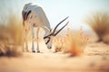 arabian oryx grazing near a rare desert bloom