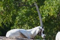 An arabian oryx Oryx leucoryx critically endangered resident of the Arabian Gulf sits on a rock by a tree in the desert sand