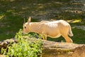 Arabian Oryx or Oryx Leucoryx at the zoo in Zurich in Switzerland Royalty Free Stock Photo