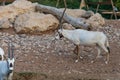 A arabian oryx Oryx leucoryx critically endangered resident of the Arabian Gulf stands in the hot desert sand near a water hole