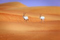 Arabian Oryx Royalty Free Stock Photo