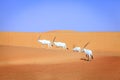 Arabian Oryx Royalty Free Stock Photo