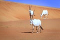 Arabian Oryx Royalty Free Stock Photo