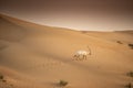 Arabian Oryx in the red sands desert conservation area of Dubai Royalty Free Stock Photo