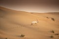 Arabian Oryx in the red sands desert conservation area of Dubai Royalty Free Stock Photo