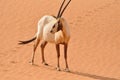 Arabian Oryx Royalty Free Stock Photo