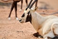 Arabian Oryx Royalty Free Stock Photo