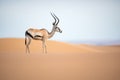 arabian oryx standing alone on a sand dune