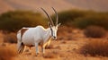 Arabian Oryx Unveiled: Exploring the Enchanting Wildlife of Shaumari Reserve. Generative AI