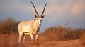 Arabian Oryx Unveiled: Exploring the Enchanting Wildlife of Shaumari Reserve. Generative AI