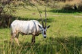 Arabian oryx or white oryx Oryx leucoryx medium-sized antelope with long, straight horns and tufted tail. Natural habitat, UAE.