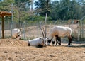 Arabian oryx or white oryx (lat.- Oryx leucoryx Royalty Free Stock Photo