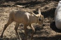 Arabian oryx or white oryx Oryx leucoryx 1 Royalty Free Stock Photo