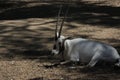 Arabian oryx or white oryx Oryx leucoryx 1 Royalty Free Stock Photo